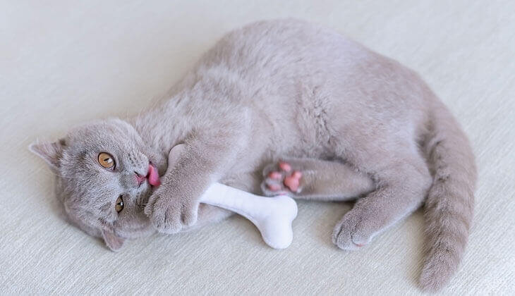 قطة تلعب بالألعاب