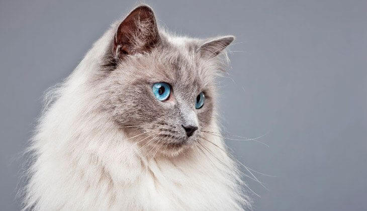 كم مرة يجب أن تذهب القطة إلى الطبيب البيطري