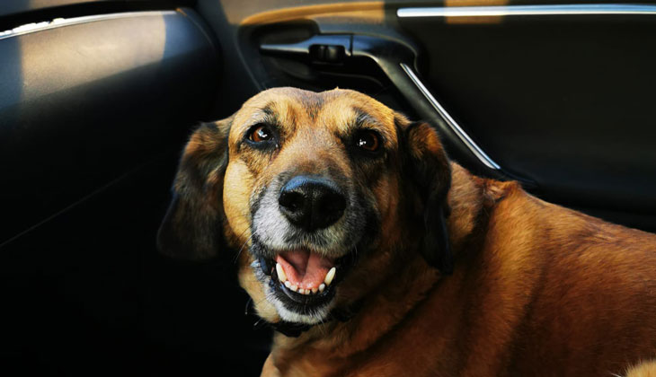 كلب في السيارة
