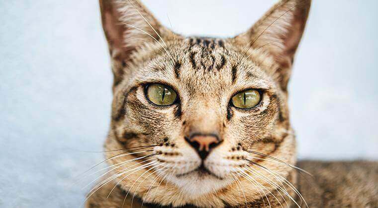 قطة بنية اللون