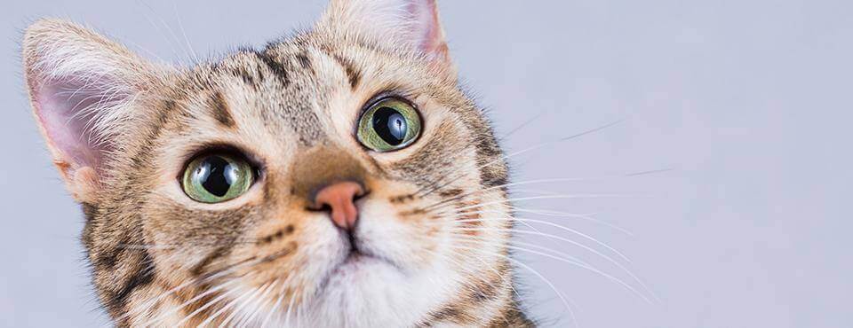 قطة تنظر لأعلى