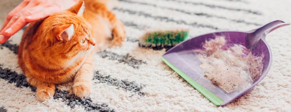 كرة شعر القطط