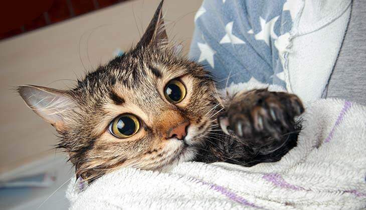 قطة بعد الاستحمام