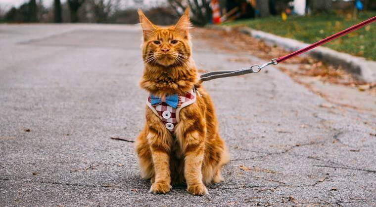 قطة على الطريق