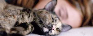 قطة نائمة