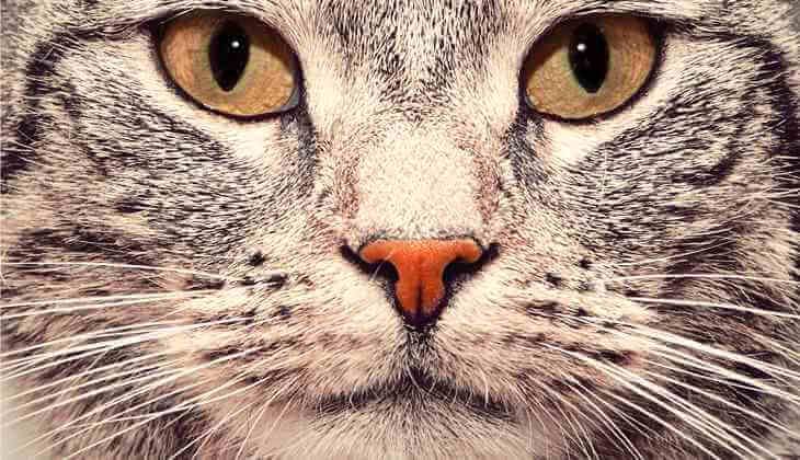 وجه قطة عن قرب