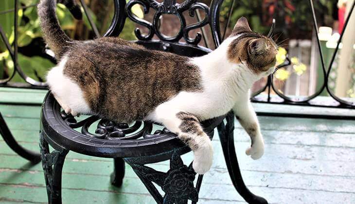قطة على كرسي