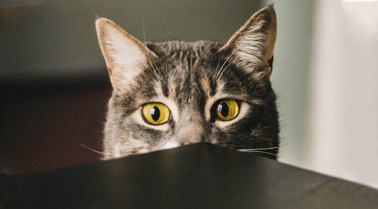 قطة بالقرب من الطاولة