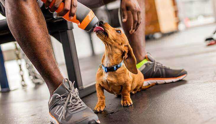 شراب الكلب الرياضي