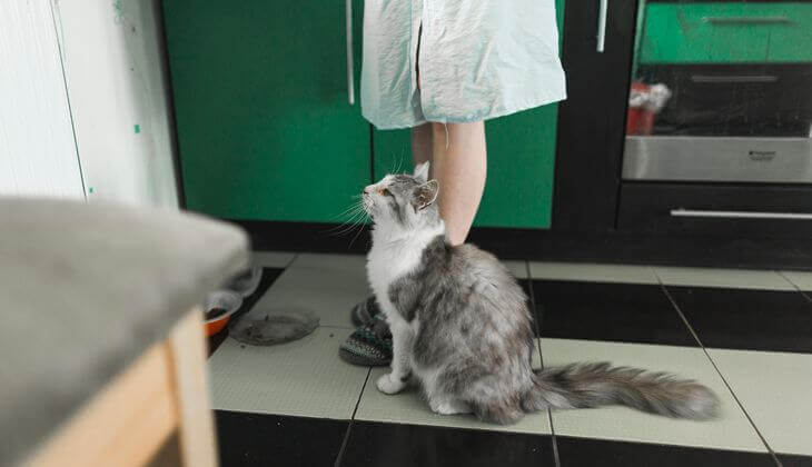 قطة بالقرب من الساق