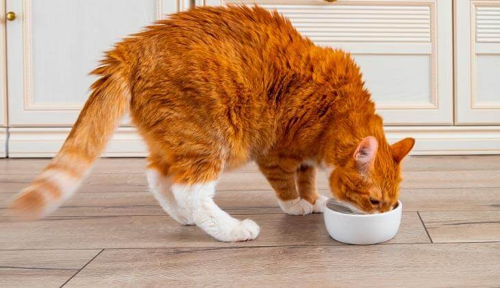 قطة برتقالية تأكل