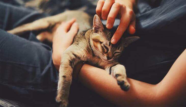 قطة في الحضن