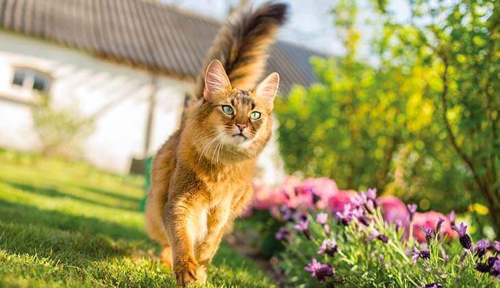 قطة في الحديقة
