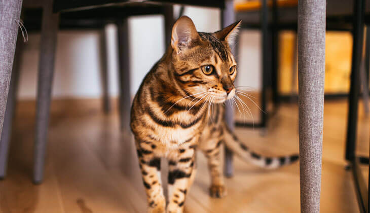 قطة تحت الطاولة