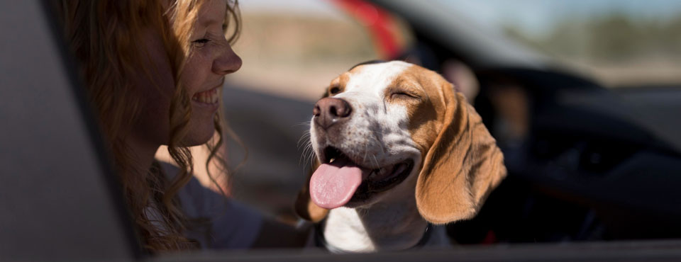 كلب في رحلة