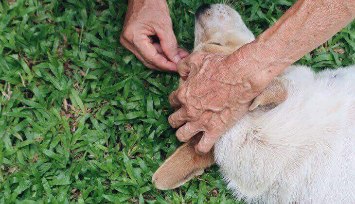 القراد على الكلب