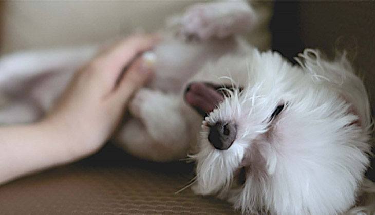 اللعب مع الكلاب