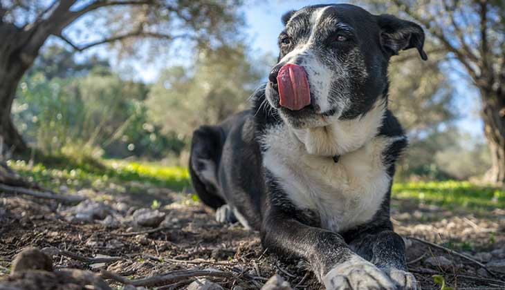 شيخوخة الكلب خارج