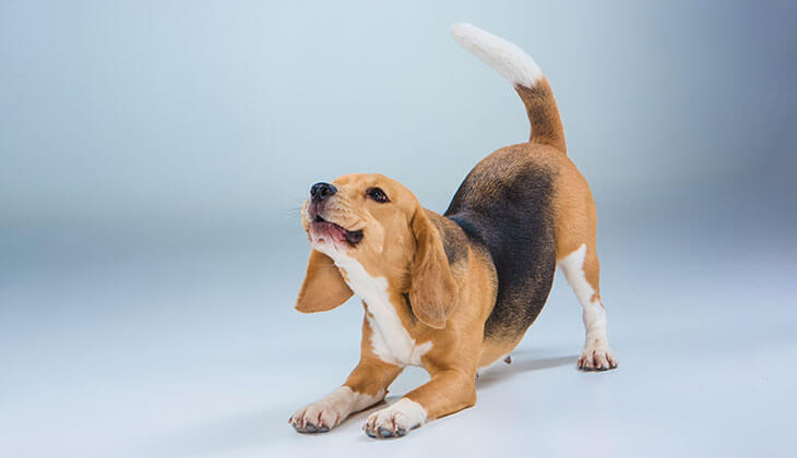 تمدد الكلاب