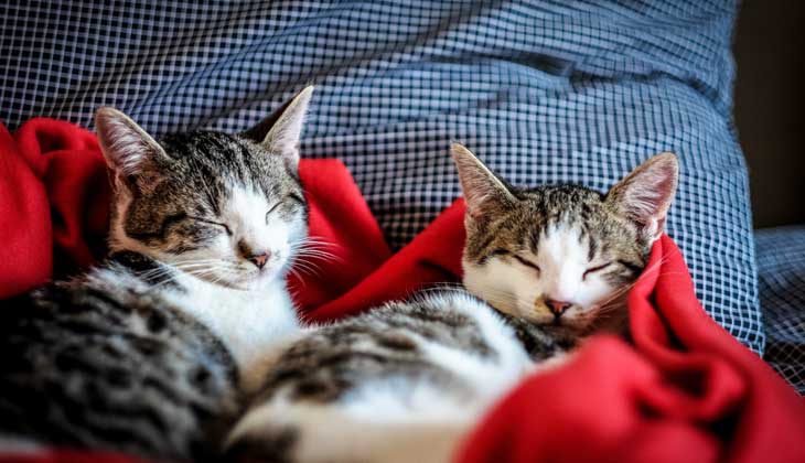 قطتان نائمتان