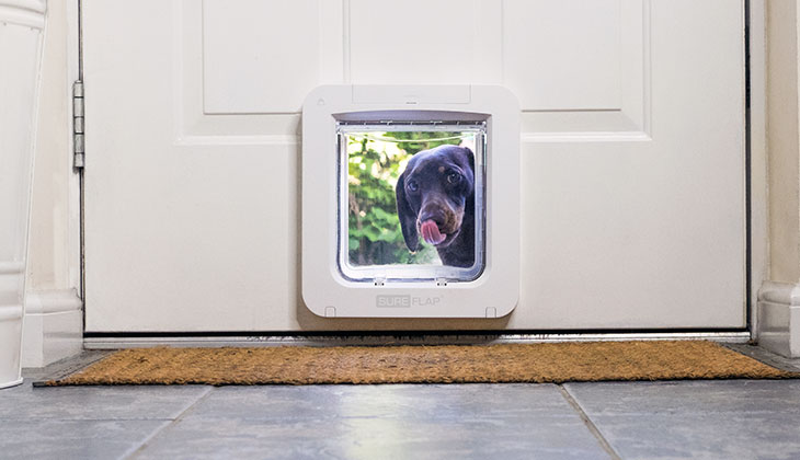 كلب يبحث في الداخل