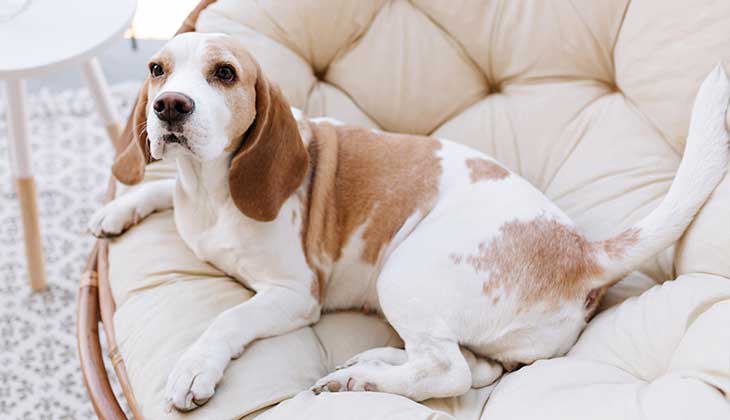 كلب على الأريكة