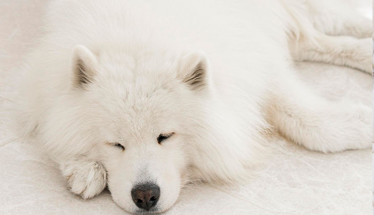 كلب أبيض نائم