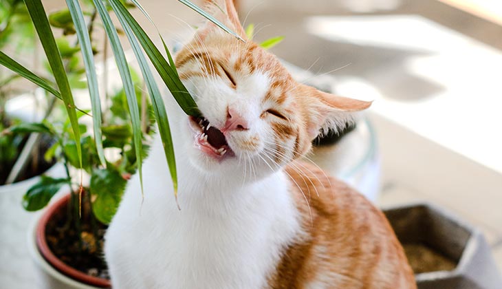 القطط تأكل النباتات