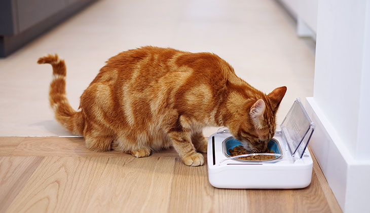 قطة برتقالية تأكل