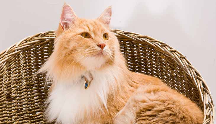 قطة برتقالية على كرسي