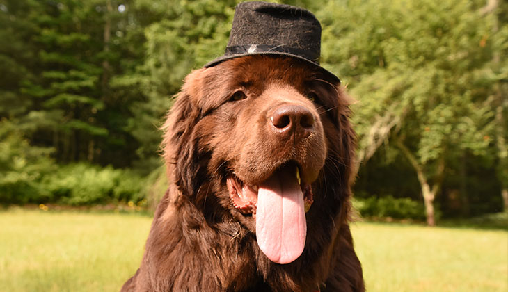 كلب بقبعة صغيرة