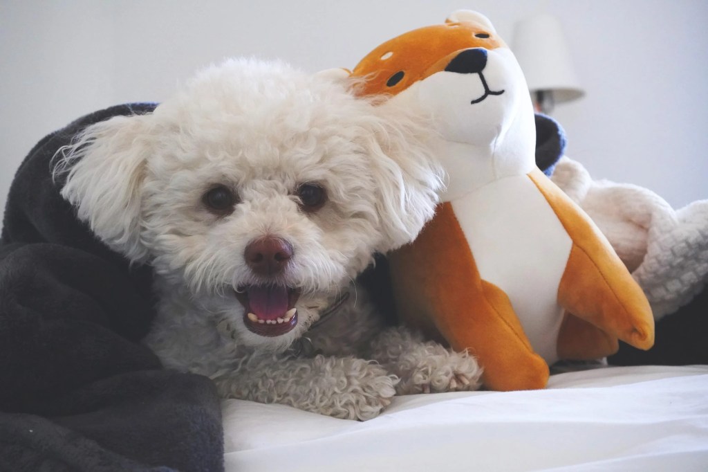 كلب أبيض على السرير